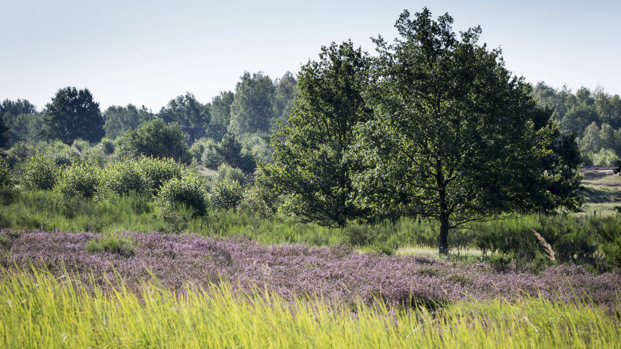 Blühende Heidelandschaft im Naturschutzgebiet südlich von Berlin