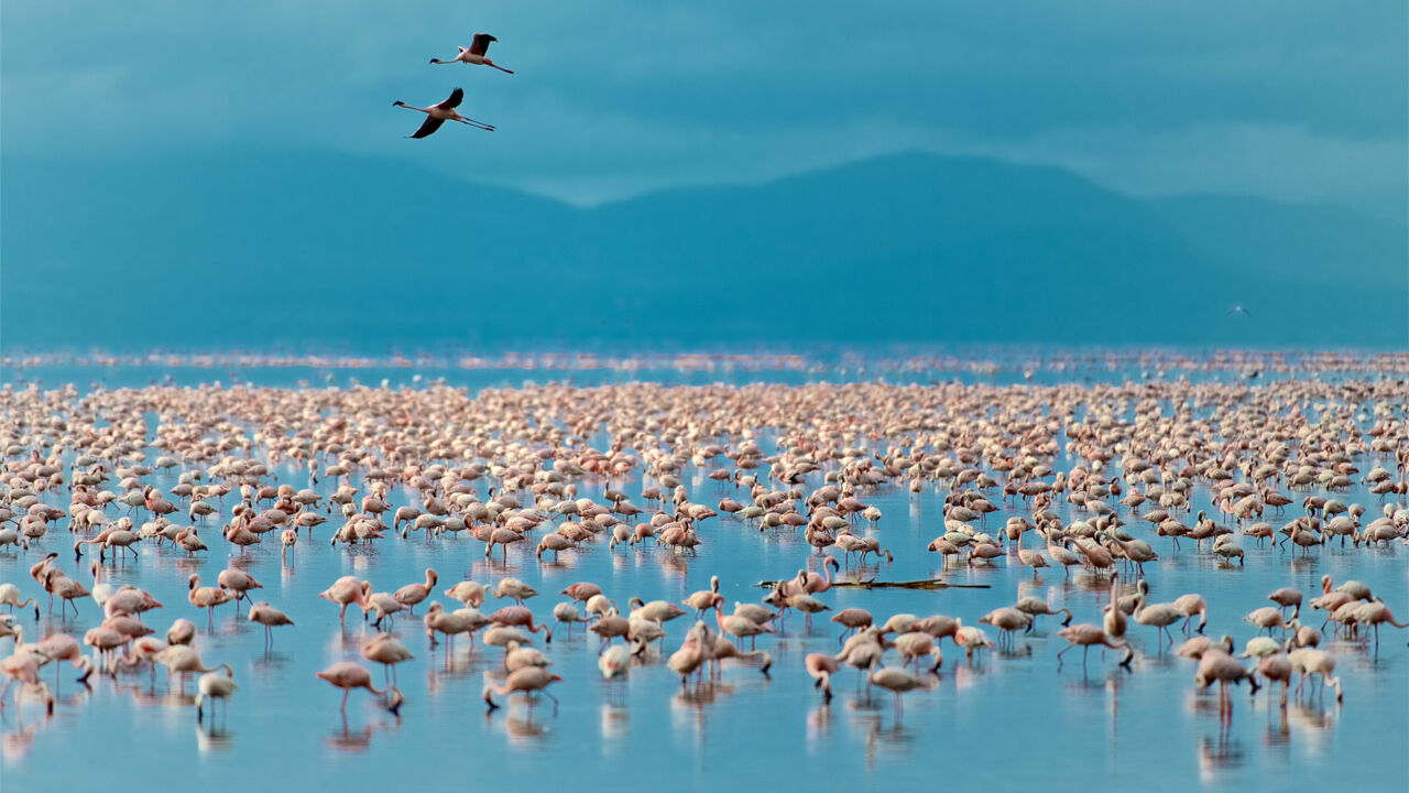 Lake Manyara, Nationalpark und See in Tansania, Flamingos